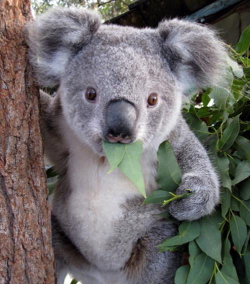 SAVE THE KOALAS
